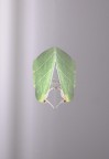 araldica verde natura