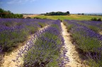 lavanda(2) lavanda(2)