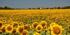 girasoli girasoli