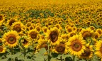 girasoli (2) girasoli (2)