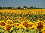 girasoli (3) girasoli (3)