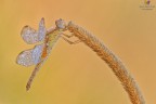 Crocothemis erythraea Crocothemis erythraea