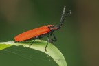 Dictyoptera-aurora_DSC04284_