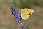 La sciabolata della Colias crocea La sciabolata della Colias crocea