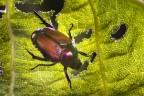 Cimice?