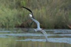 L'inseguimento_DSC05324_