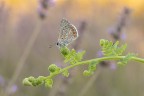 Macro_5lug26_1