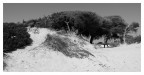 Dune...