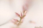 Fiore nuziale... Fiore nuziale...