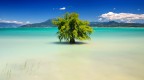 il solitario albero acquatico il solitario albero acquatico