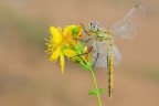 Sympetrum fonscolombii Sympetrum fonscolombii