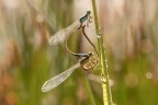 Macro_Rascino_RI_Lug26_8 Macro_Rascino_RI_Lug26_8