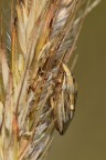 Aelia acuminata2 Aelia acuminata2