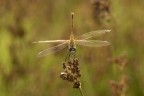 https://www.flickr.com/photos/giovanniq/55402380151/in/datetaken-public/