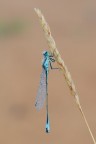 Ischnura elegans