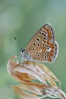 Polyommatus Polyommatus