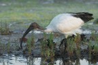 Ibis-sacro_DSC05660_ Ibis-sacro_DSC05660_