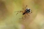 Approfitto del fatto che a Cuba oggi c'� la corrente per mandare questa foto. Nell'uscita al lago di Rascino, il mio amico Mausan mi segnal� quesro ragno che bivaccava  apochi passi da noi. Cos�, a mano libera, ho fatto alcuni scatti. Il migliore � questo.