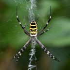 Argiope bruennichi Argiope bruennichi