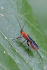 Braconide Braconide