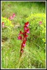 Fiore Fiore
