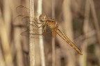 Macro_LagoCanterno_Ago2026_3 Macro_LagoCanterno_Ago2026_3