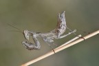 Mantide nana europea Mantide nana europea