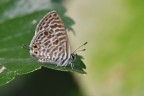 Leptotes pirithous Leptotes pirithous