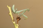 Mantis Mantis