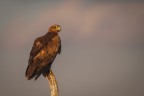 sony a1; sony 200-600; iso 800; f7.1; mano libera
