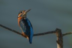 sony a1; sigma 300-600F4; f5.6; 1/2000;iso 640; mano libera