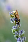 Sulle macro sono in fase di apprendimento! Non riesco ad usare il cavallero su soggetti in movimento,ho provato ad alzarmi presto ma non trovo niente ma solo nelle ore pi� calde.