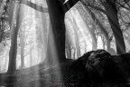 luci ed ombre nel bosco