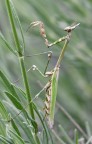 Empusa pennata su lavanda Empusa pennata su lavanda