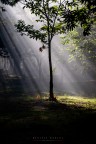 raggio di sole