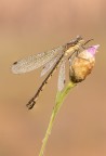 Macro_Rascino_RI_Lug26_4 Macro_Rascino_RI_Lug26_4