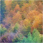 quadro autunnale nel bosco misto