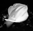Calla B/N Calla B/N