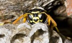Hymenoptera Vespidae Polistes gallicus Hymenoptera Vespidae Polistes gallicus
