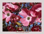 Cornus Rosa Cornus Rosa