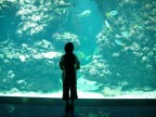 all'acquario