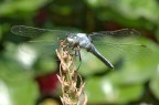 Libellula 3