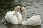 Amore Amore
