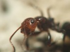 l'occhio di una formica l'occhio di una formica