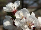 fiore di ciliegio fiore di ciliegio