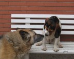 Affetto canino Affetto canino