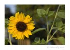 .:Sunflower:. .:Sunflower:.