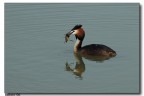 Svasso a pesca Svasso a pesca