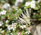 farfallina farfallina