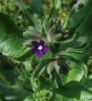 fiore fiore